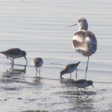Birds in Middle Harbor, Oakland