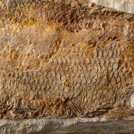 Fish fossil