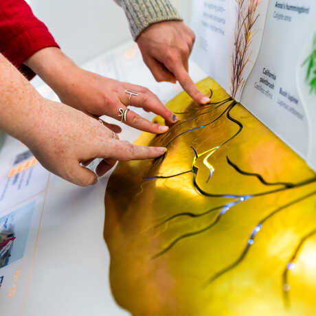 Close-up of hands interacting with exhibit element depicting root systems