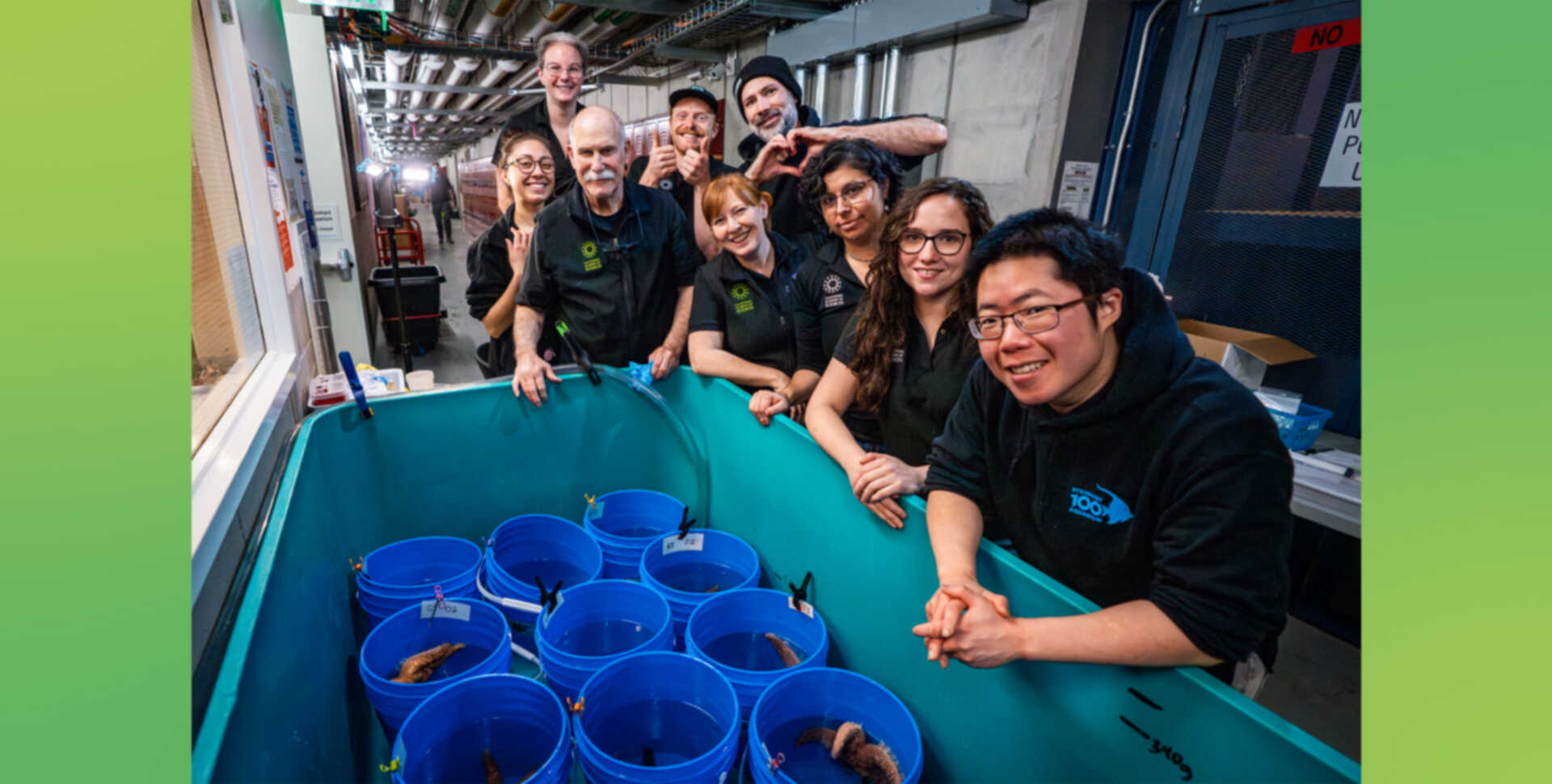 Cal Academy Animal Health and Animal Care teams monitoring ochre sea stars during an induced spawning event.