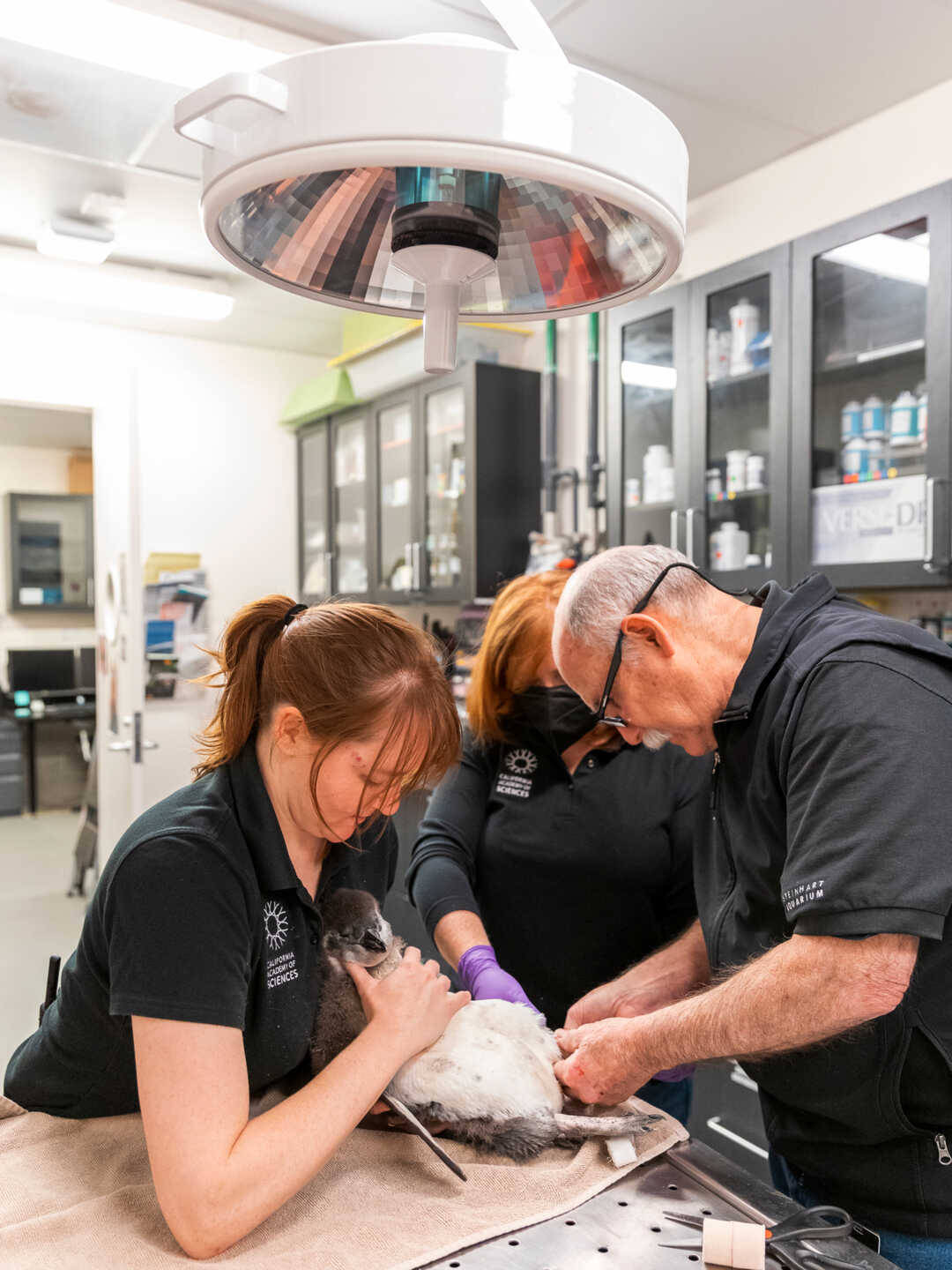 Cal Academy animal health staff examine an African penguin's foot