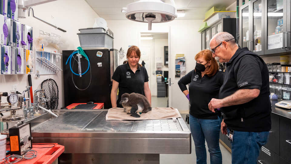 An African penguin chick still sporting its downy feathers awaits an exam in the Academy’s vet hospital.