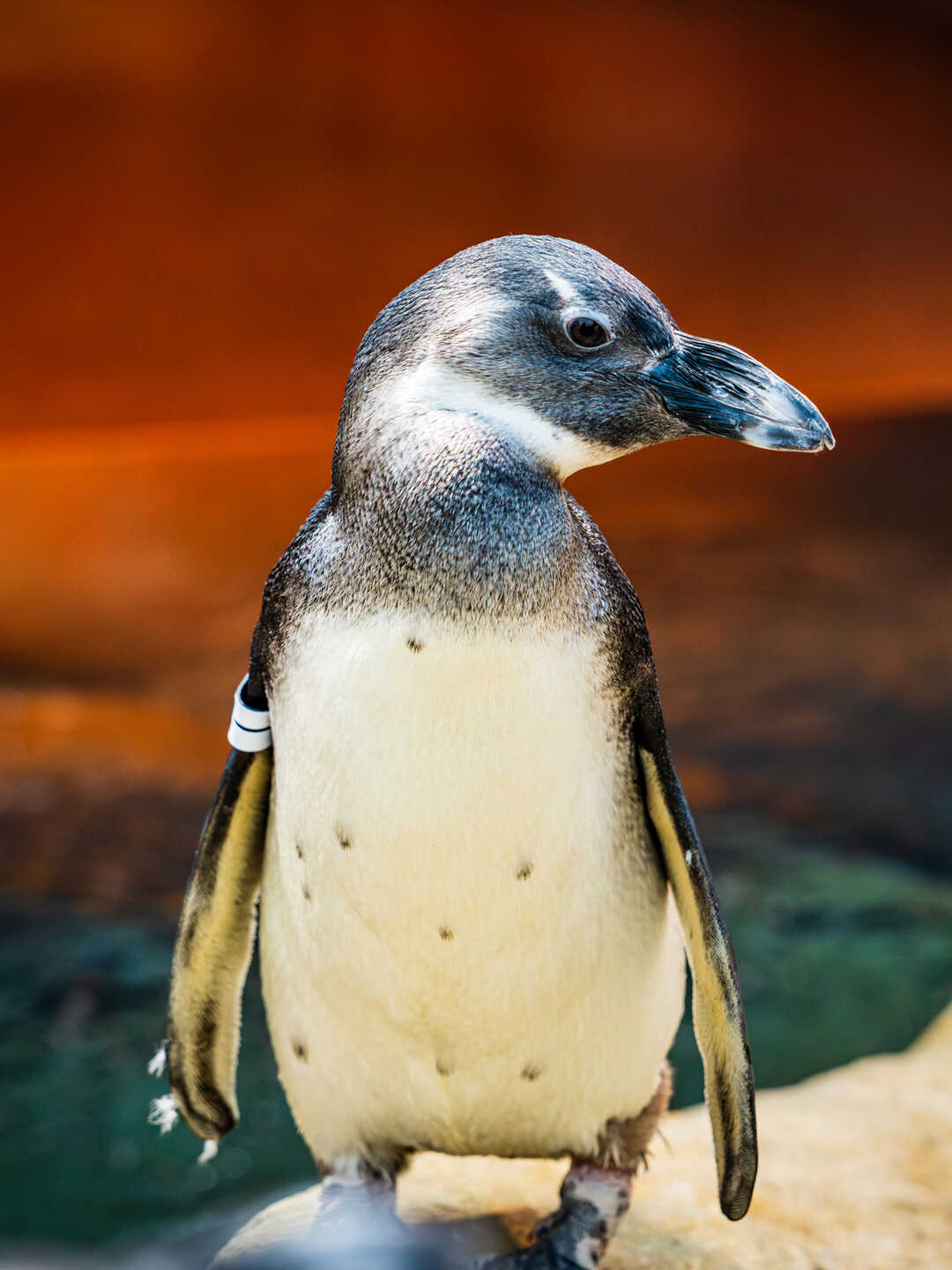 Ignatz the African penguin on exhibit at Cal Academy