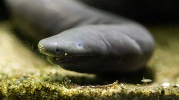Aquatic caecilian at the Academy