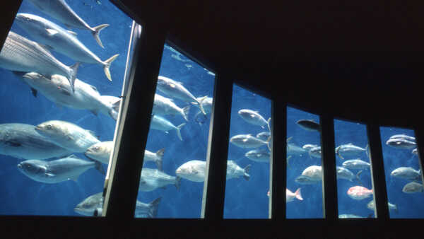 Steinhart Aquarium fish roundabout exhibit
