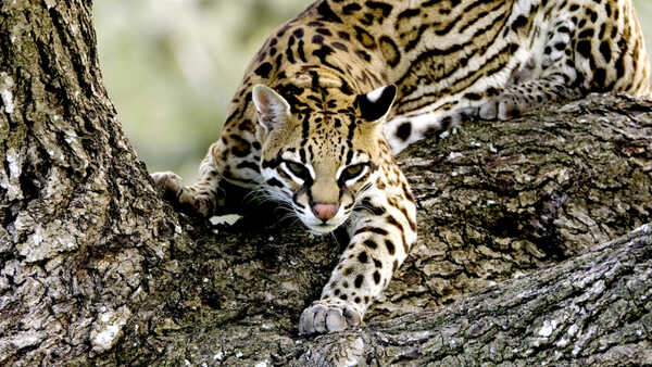 An ocelot on a tree branch