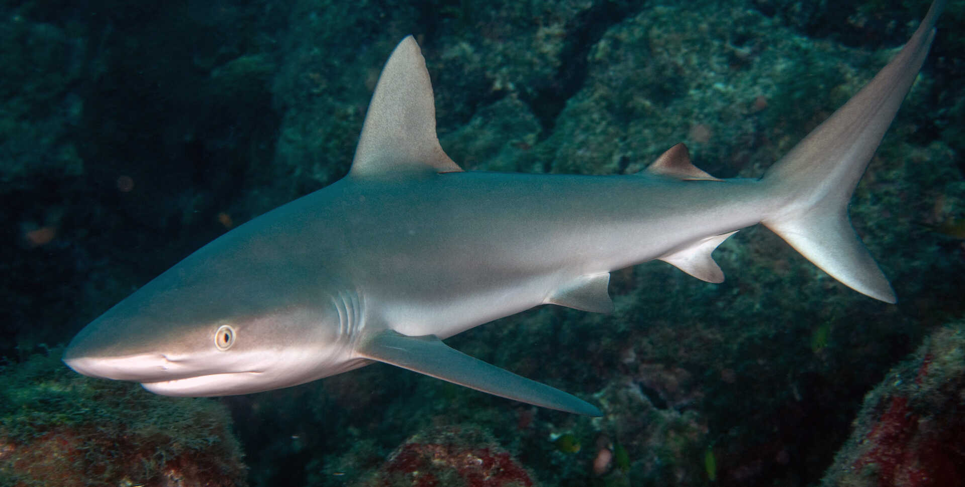 A Caribbean reef shark (Carcharhinus perezii) patrols the waters of Fernando de Noronha in Brazil. Luiz Rocha © 2024 California Academy of Sciences