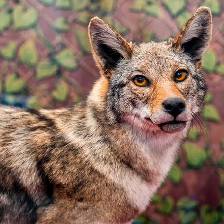 Coyote specimen with amber eyes on exhibit in California: State of Nature at Cal Academy. Photo by Gayle Laird