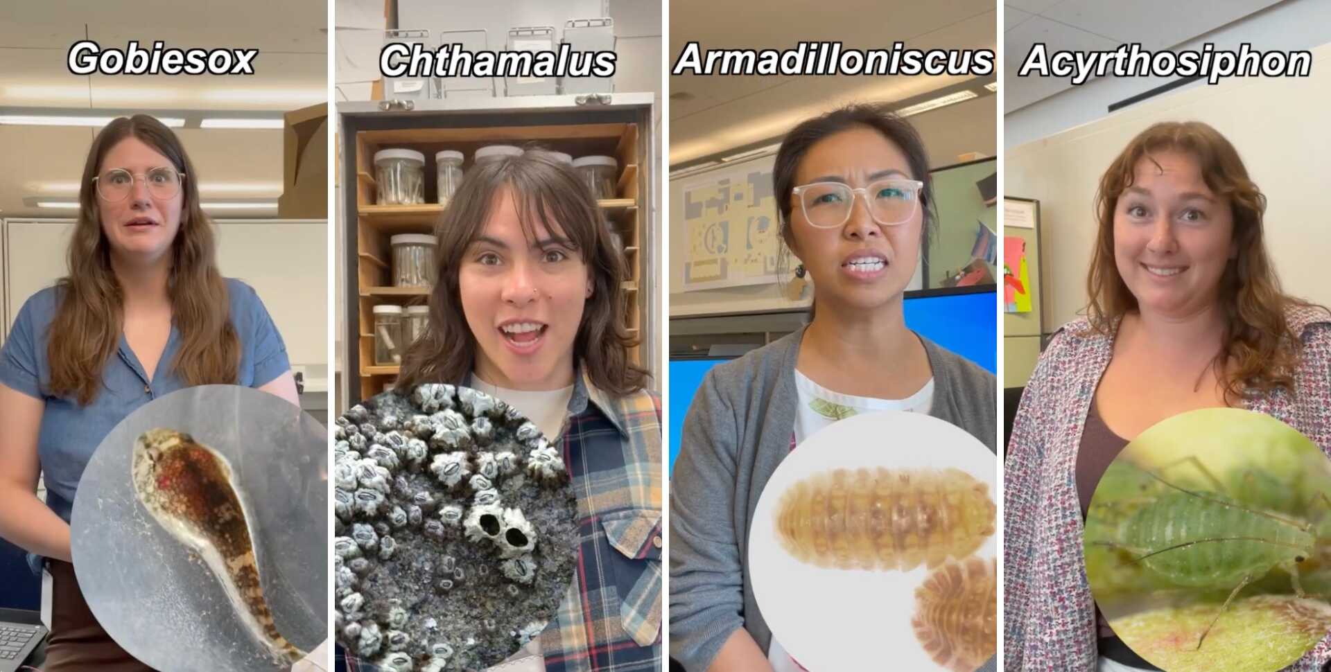 Screenshots from California Biodiversity Day livestream which challenged people to pronounce scientific names of California species on camera