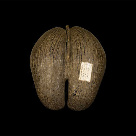 Coco de Mer By Didier Descouens (Own work) [CC-BY-SA-3.0 (http://creativecommons.org/licenses/by-sa/3.0)], via Wikimedia Commons