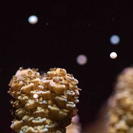 Acropora corals releasing gametes in the Academy's Coral Regeneration Lab during a spawning event. Photo by Gayle Laird