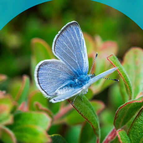 A silvery blue butterfly alights on a plant in the San Francisco Presidio