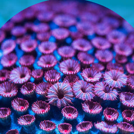 A bed of vibrant purple corals