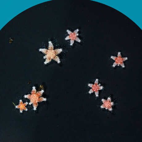 Tiny baby sunflower sea stars against a black background