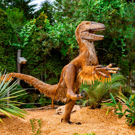 Animatronic Deinonychus dinosaur in Dino Days exhibit at Cal Academy
