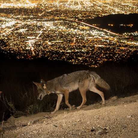 Coyote at night in the hills above Los Angeles, CA.