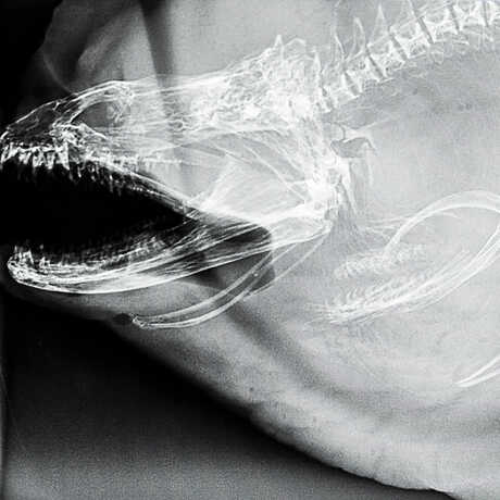 X-ray photograph of moray eel with mouth open at Cal Academy