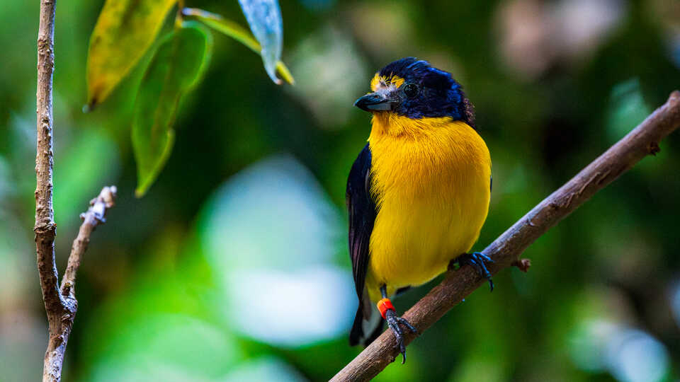 Male violaceous euphonia bird with dark blue head and yellow breast perches on a branch in Osher Rainforest at Cal Academy