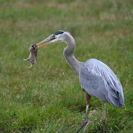 Great blue heron and pocket gopher. 