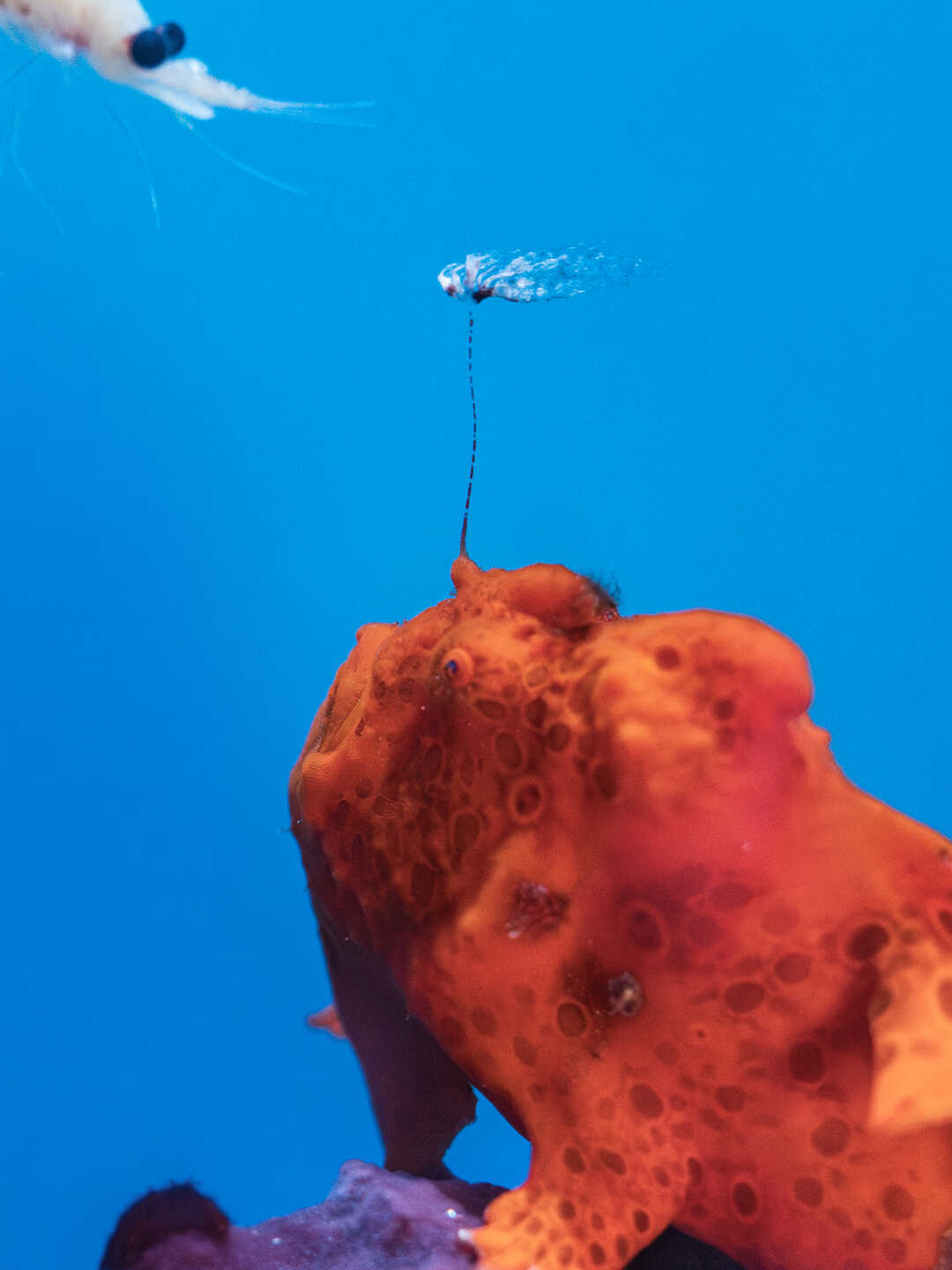 A bright orange painted frogfish uses its built-in lure to attract a small shrimp for prey