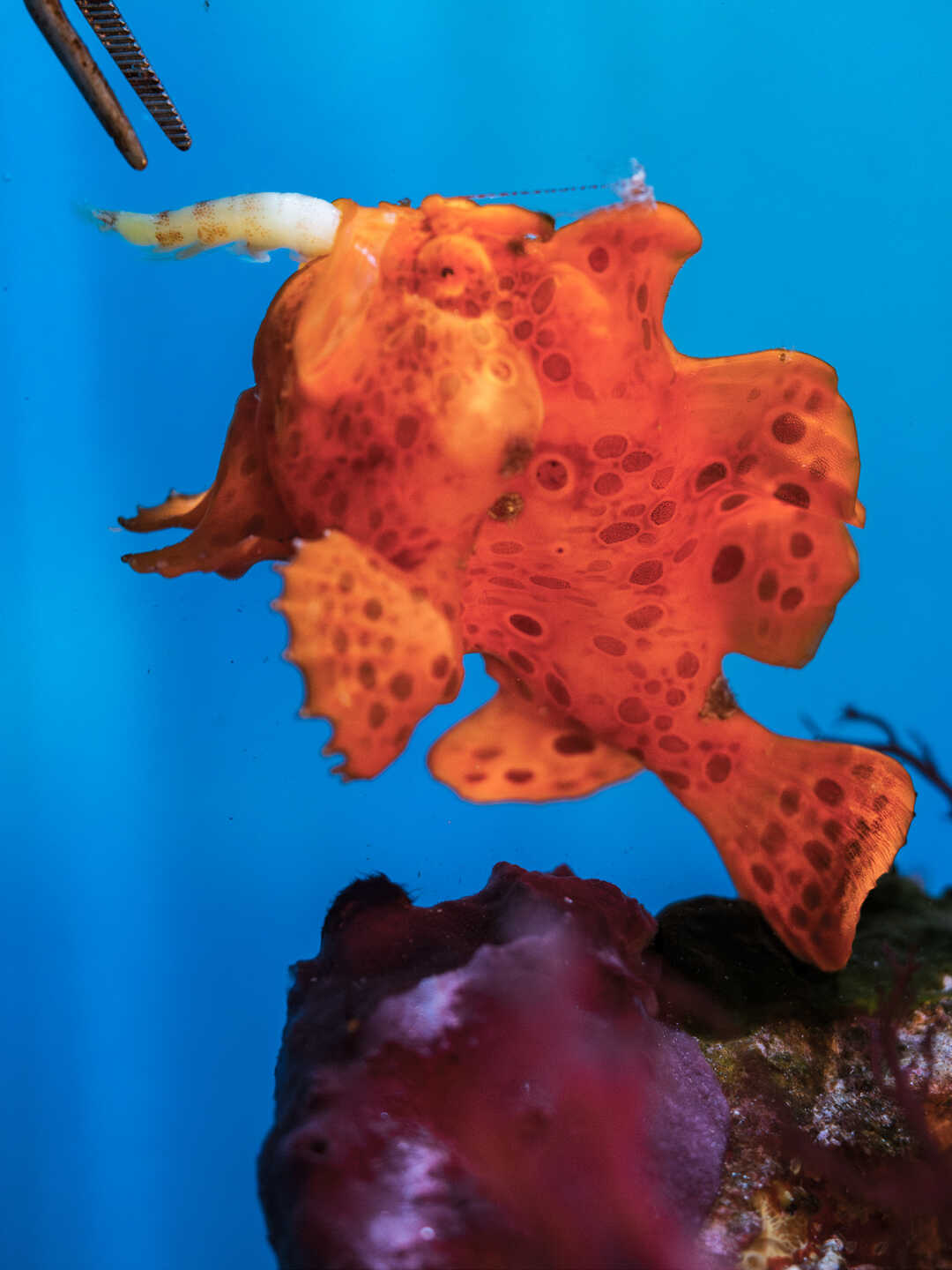 A bright orange painted frogfish eating a shrimp during feeding time at Cal Academy