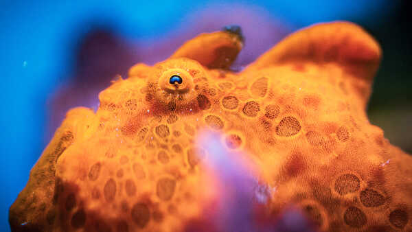 Close-up photo of an orange painted frogfish with bumpy skin and bulging eyes, on exhibit at Cal Academy