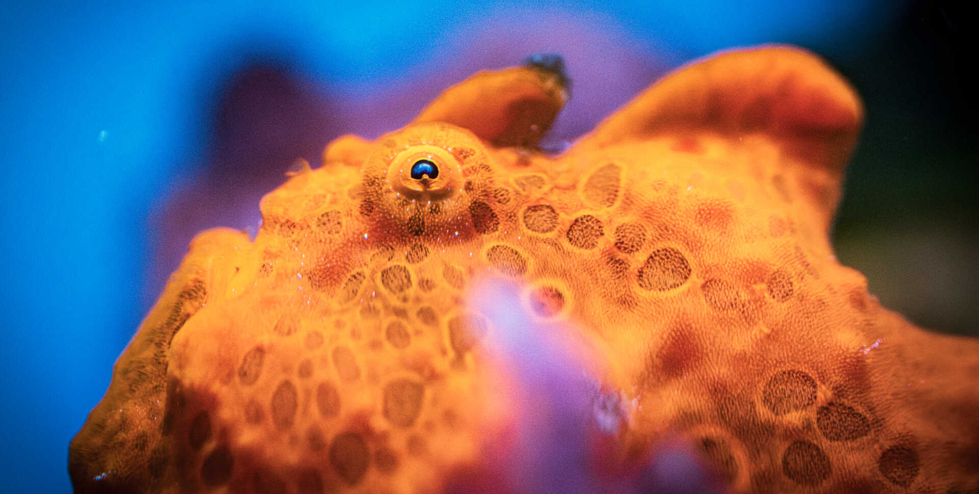 Close-up photo of an orange painted frogfish with bumpy skin and bulging eyes, on exhibit at Cal Academy