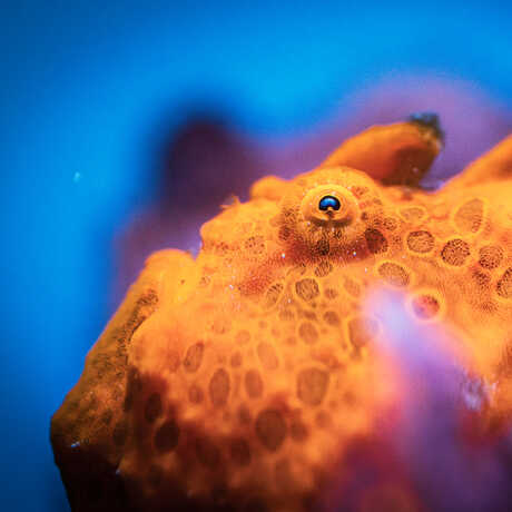 Close-up photo of an orange painted frogfish with bumpy skin and bulging eyes, on exhibit at Cal Academy