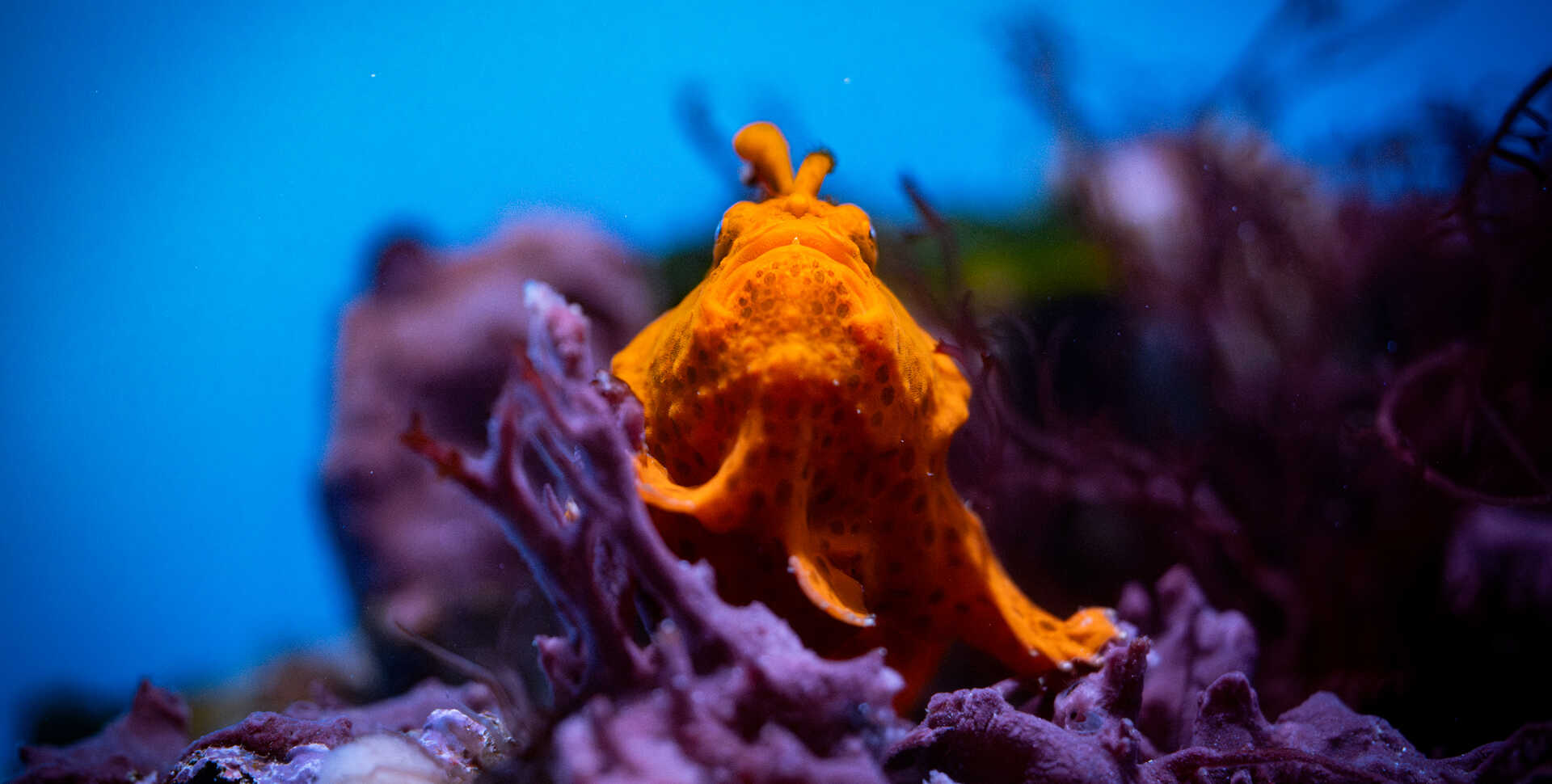 A bright orange painted frogfish stands on its fins in its habitat at Cal Academy