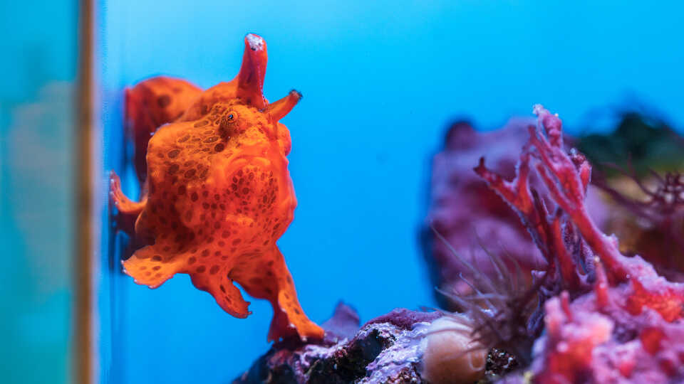 A bright orange painted frogfish rests with one fin on a rock and another on the side of its habitat at Cal Academy