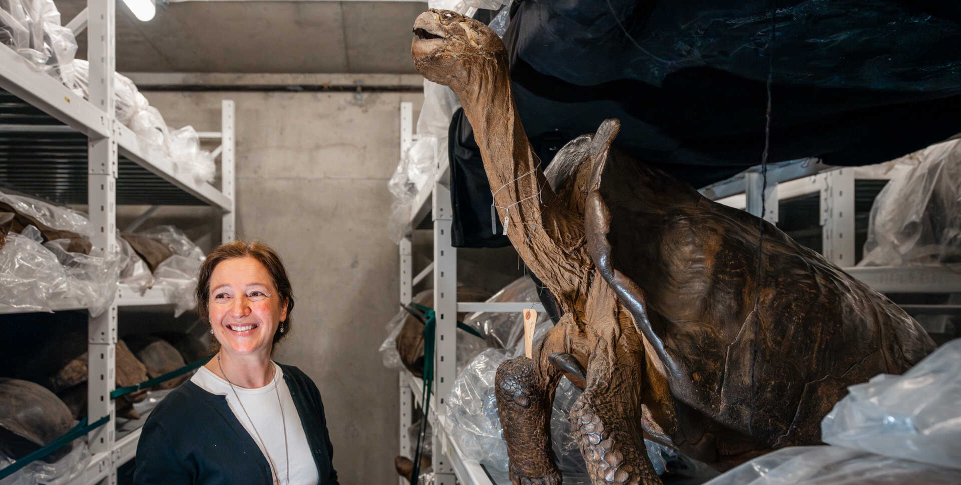 Shannon Bennett, chief of science at Cal Academy, with galapagos tortoise specimens in the Academy's collections