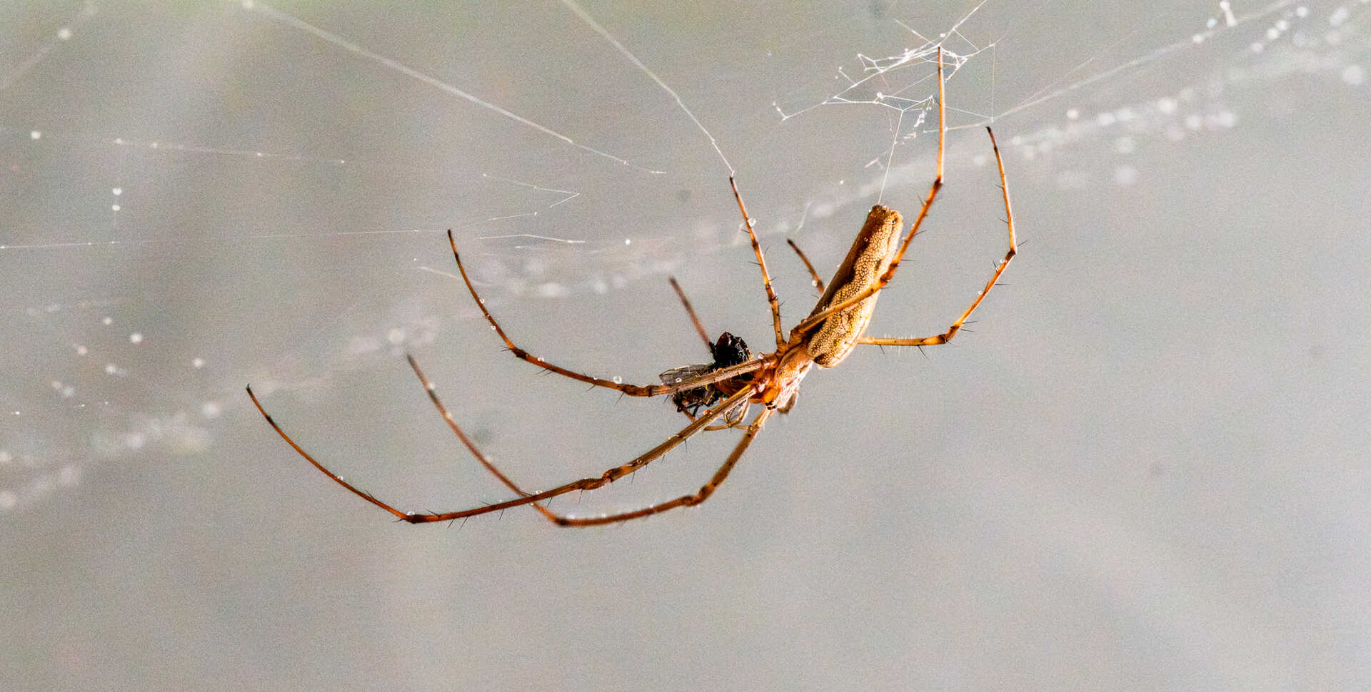 Tetragnathid spider with prey