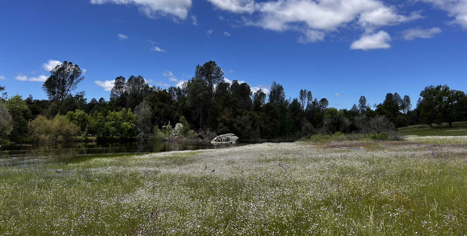 A scenic landscape showing a meadow of tiny white and pink flowers, with a small pond in the background and trees.