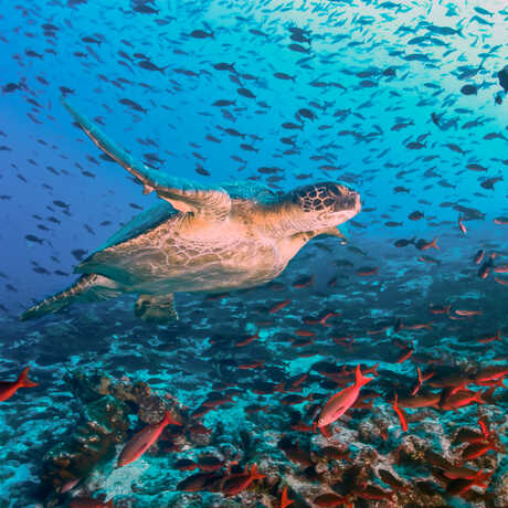 Sea turtle swimming in a vibrant coral reef teeming with fish 