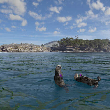 Sea otters float on a calm ocean in a scene from the new planetarium show Habitat Earth