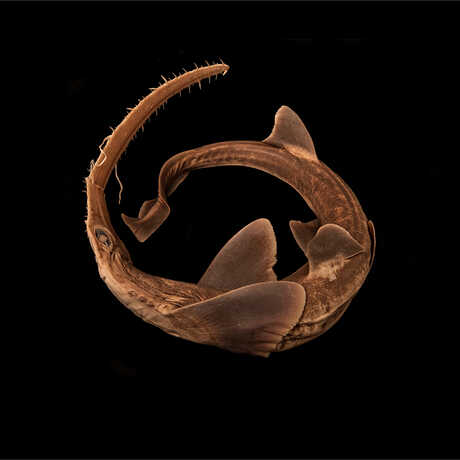Lana’s Sawshark