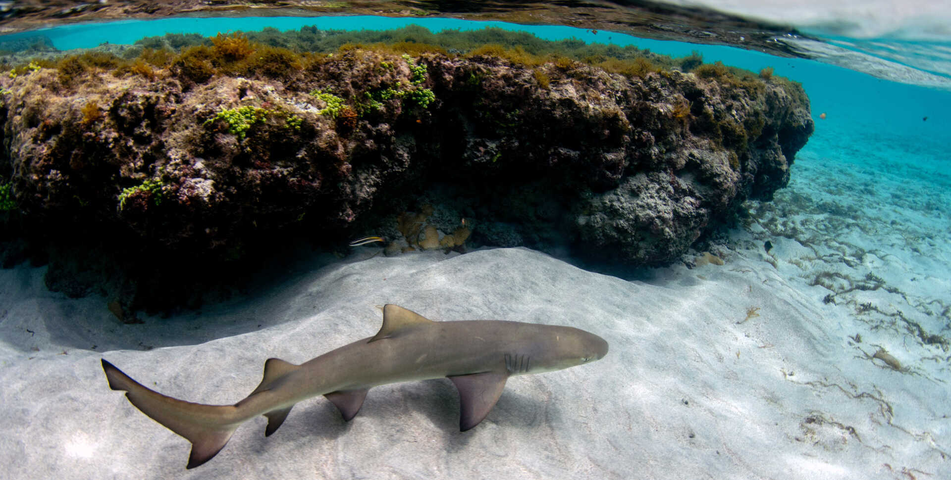 Lemon shark