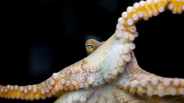 Giant Pacific octopus in Steinhart Aquarium glares menacingly at the camera from between its tentacles. Photo by Kathryn Whitney