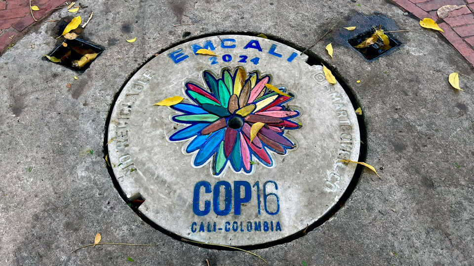 Colorful sewer grate covers illustrate the importance of the COP 16 summit on the Cali community.