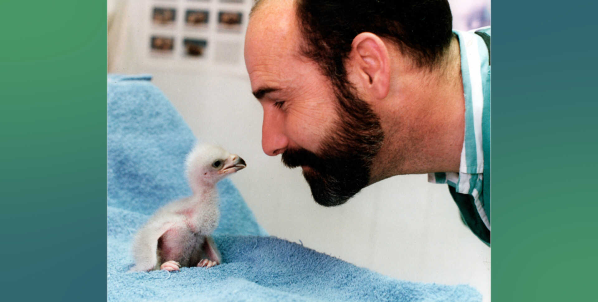 Cute photo of Cal Academy vet Freeland Dunker coming face to face with a tiny eagle chick 