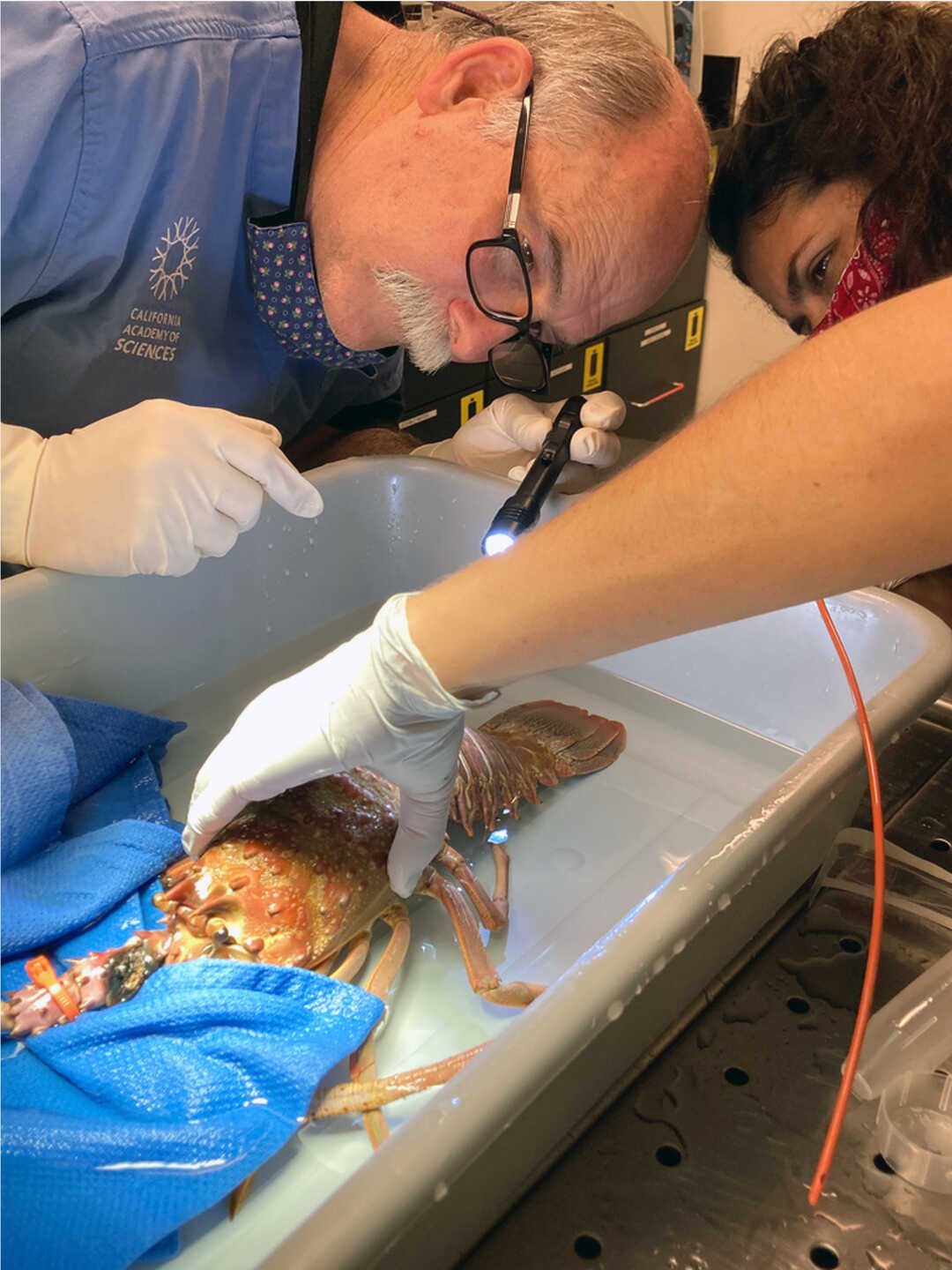 A California spiny lobster is examined by Academy veterinarian Freeland Dunker and biologist Jessica Hill.