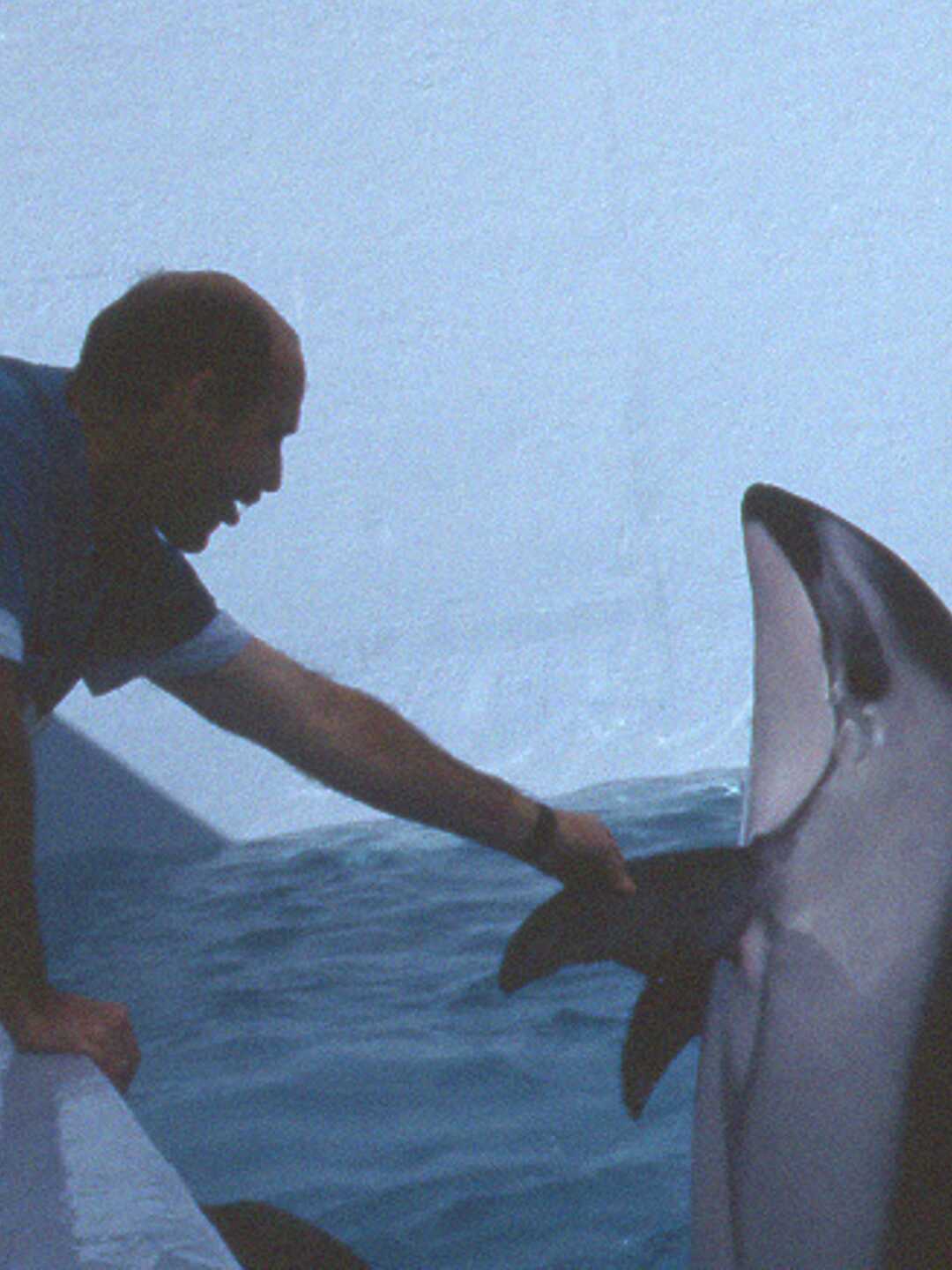 Cal Academy veterinarian Freeland Dunker with a Pacific white-sided dolphin on exhibit