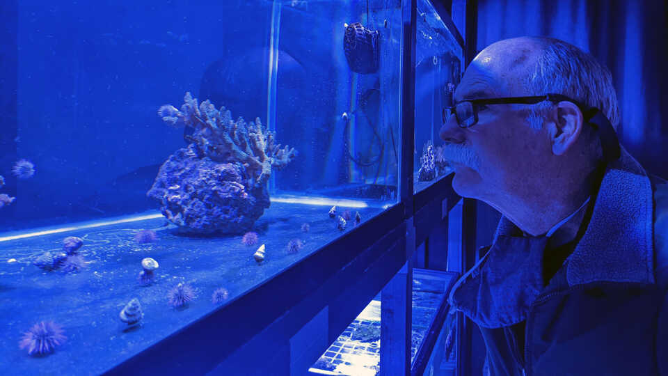 Cal Academy veterinarian examines Acropora coral in the Academy's Coral Regeneration Lab