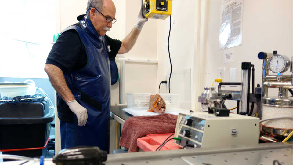 An anesthetized canary rockfish from Cal Academy's California Coast exhibit getting x-rayed by veterinarian Freeland Dunker during an exam.