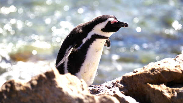 A wild African penguin basks at a beach in Cape Town, South Africa