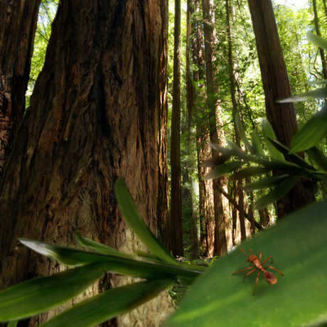 Ant on a green leaf with Redwoods in the background