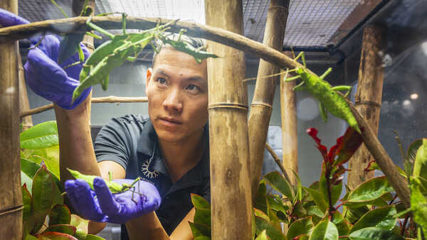 An Academy biologist wearing purple gloves reintroduces invertebrates to their enclosures in Osher Rainforest. 