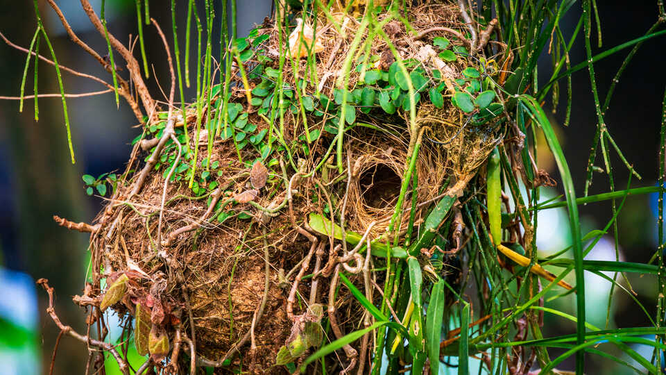 Violaceous euphonia bird nest with an entry hole in Osher Rainforest at Cal Academy