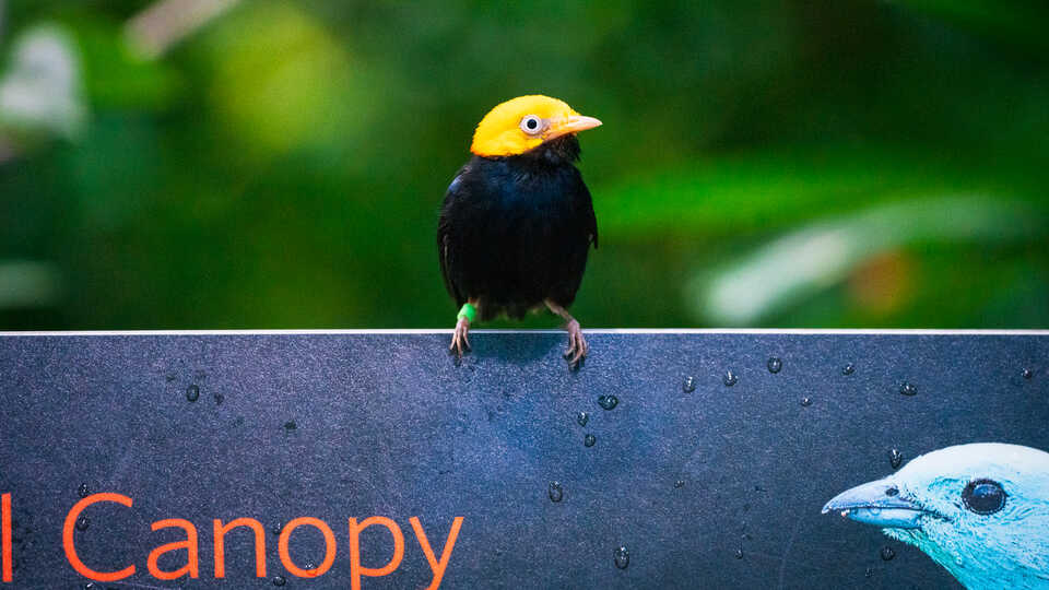 Golden-headed manakin with bright yellow head and black body perches on a placard in Osher Rainforest at Cal Academy