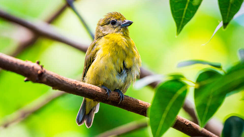 Female violaceous euphonia with yellow breast perches and sings on a branch in Osher Rainforest at Cal Academy